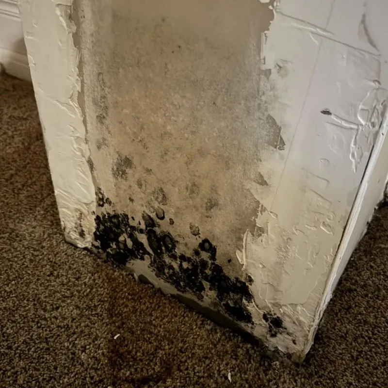 Professional Mold Removal in Newton, IL